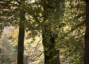 Trees and plants growing in forest