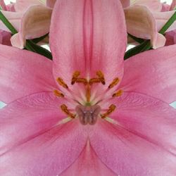 Close-up of pink flower