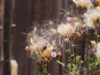 Close-up of dandelion on plant