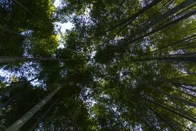 Low angle view of trees in forest