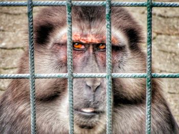 Portrait of monkey in cage