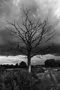 Bare tree on field against sky