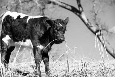 Cow standing in a field