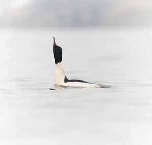 View of a bird in lake