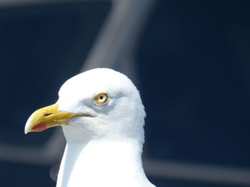 Close-up of bird