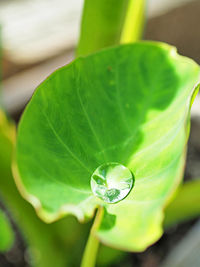 Close-up of raindrops on leaf