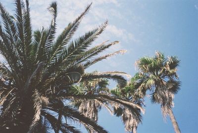 Low angle view of palm trees against sky