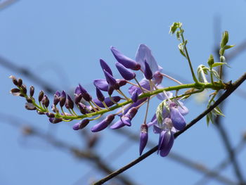 Low angle view of flower tree against sky