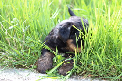 Black dog lying on grass