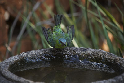 Close-up of water drop on plant