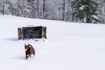 Dog on snow covered trees during winter