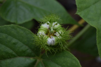 High angle view of white flowering plant