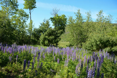 Purple flowering plants by trees on field against sky