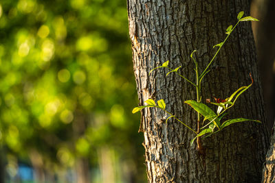 Close-up of lizard on tree trunk