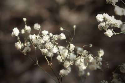 Close-up of white flowering plant