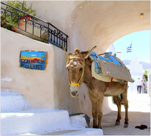 Horses on built structure