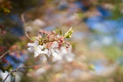 Close-up of cherry blossom