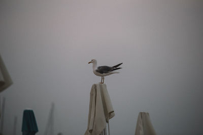 Close-up of bird perching on clothesline against clear sky