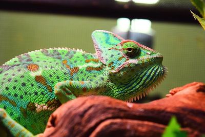 Close-up of lizard on leaf