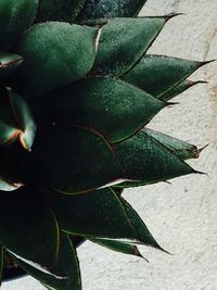 Close-up of plant growing outdoors