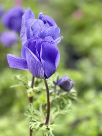 Close-up of purple flowering plant