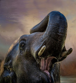Close-up of elephant with mouth open in lake