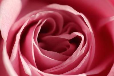 Close-up of pink rose