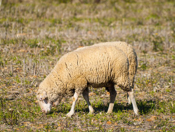 Side view of a horse grazing in grass