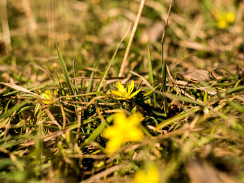 Close-up of fresh green plant in field