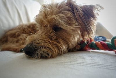 Close-up of dog lying on bed