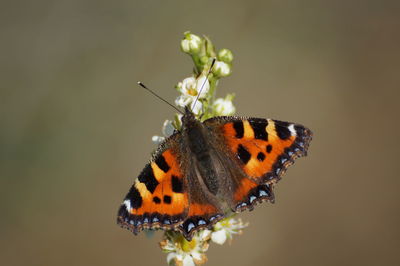 Close-up of butterfly pollinating on flower