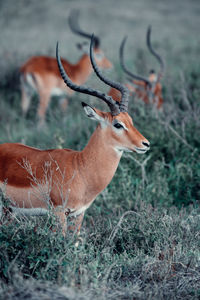 Antelope in kenya