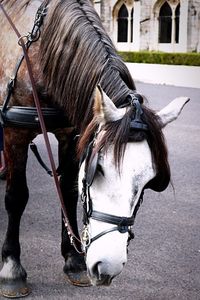 Close-up of horse on street