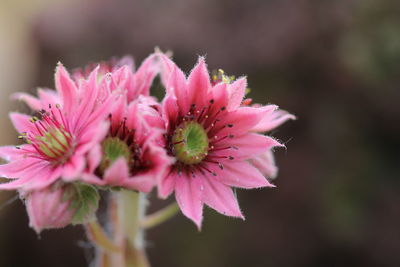 Close-up of pink flower