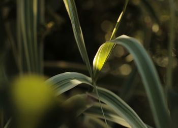 Close-up of plant growing on field