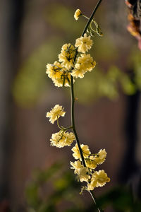 Close-up of white cherry blossom