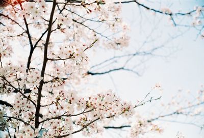 Low angle view of cherry blossom