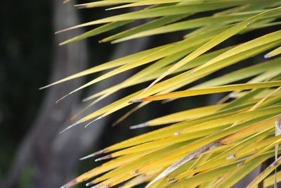 Close-up of yellow leaf