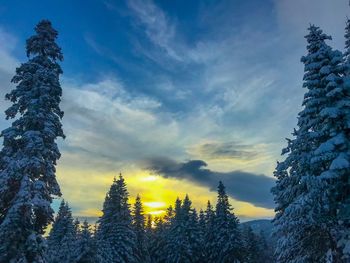 Low angle view of pine trees against sky during winter