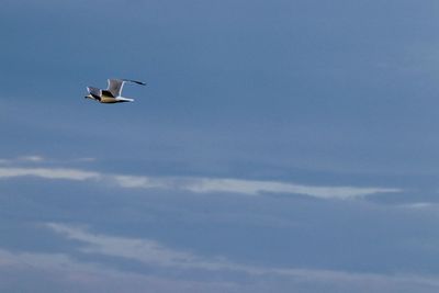 Low angle view of seagull flying in sky