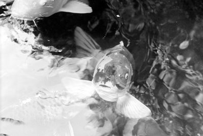 Double exposure of woman and underwater