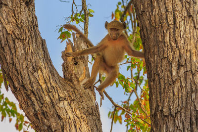 Low angle view of monkey on tree trunk