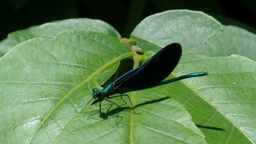 Close-up of butterfly on leaf