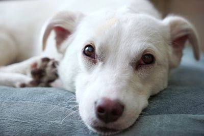 Close-up portrait of dog lying down on bed