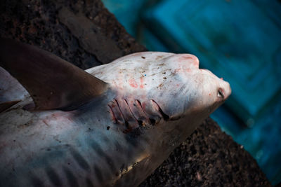 Close-up of shark on a fish market