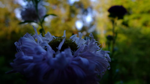 Close-up of purple flowering plant in park