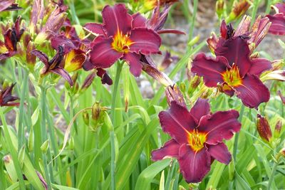 Close-up of flowers