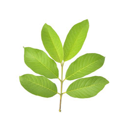 Close-up of green leaves against white background