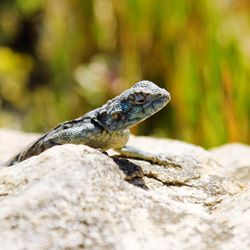 Close-up of lizard on rock
