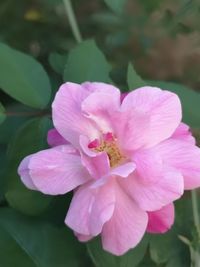 Close-up of pink flowering plant